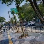 Pohon Jalan Riau Kembali Ditanam, Wali Kota Bandung Tegaskan Sanksi Tegas bagi Pelanggar 