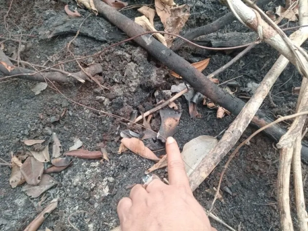 Kemenhut Selidiki Temuan Tengkorak Diduga Orangutan di Perkebunan Sawit Ketapang